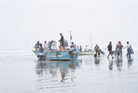 Fishermen bring in the moring catch