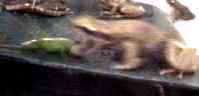 toad snap