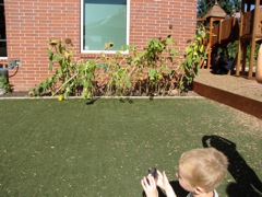 Photographing the garden