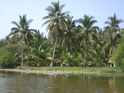 estuary