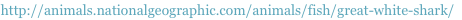 shapeimage_1_link_1