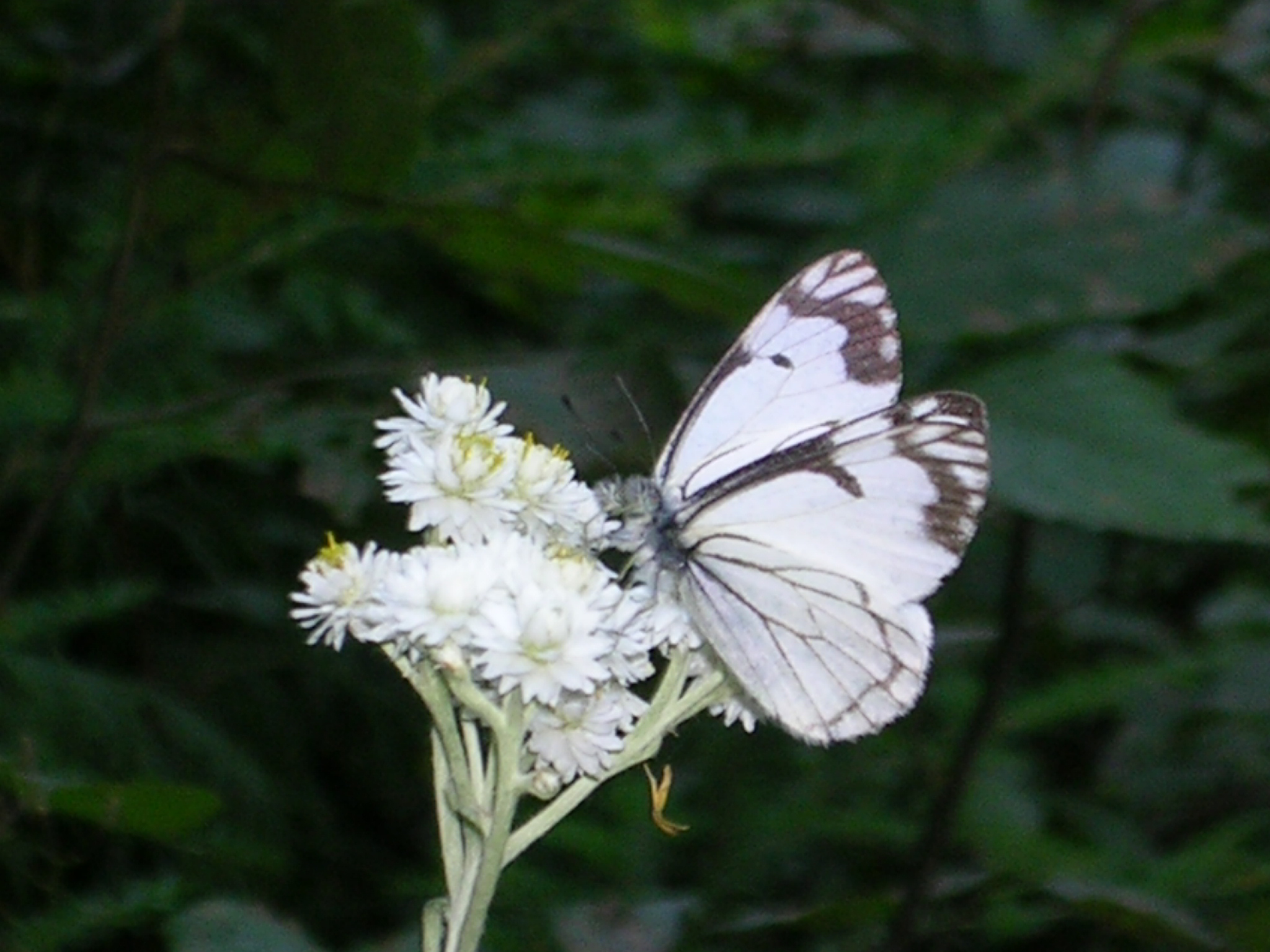 Butterflies on a flower on Mt. Rainier