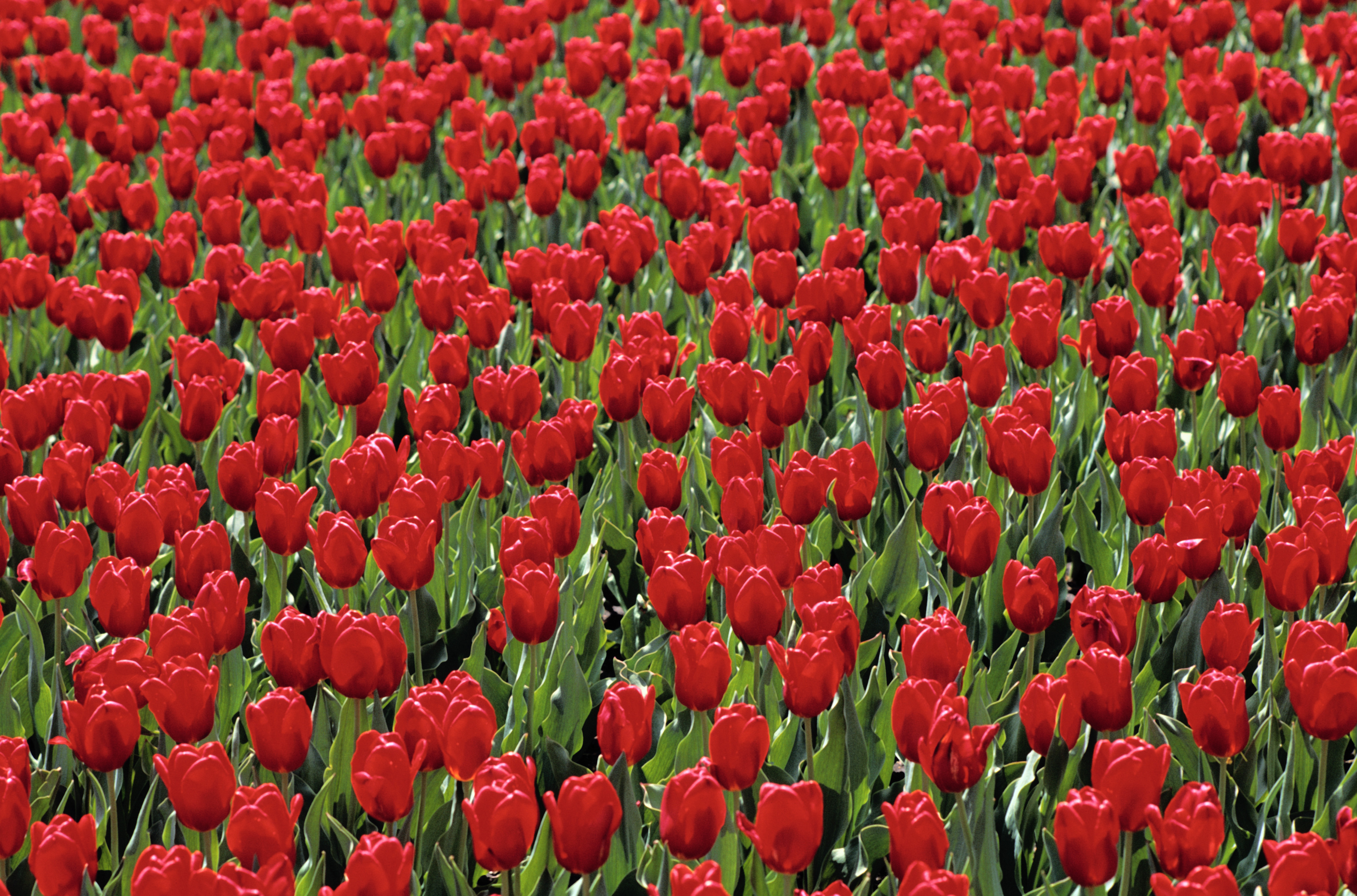 tulips