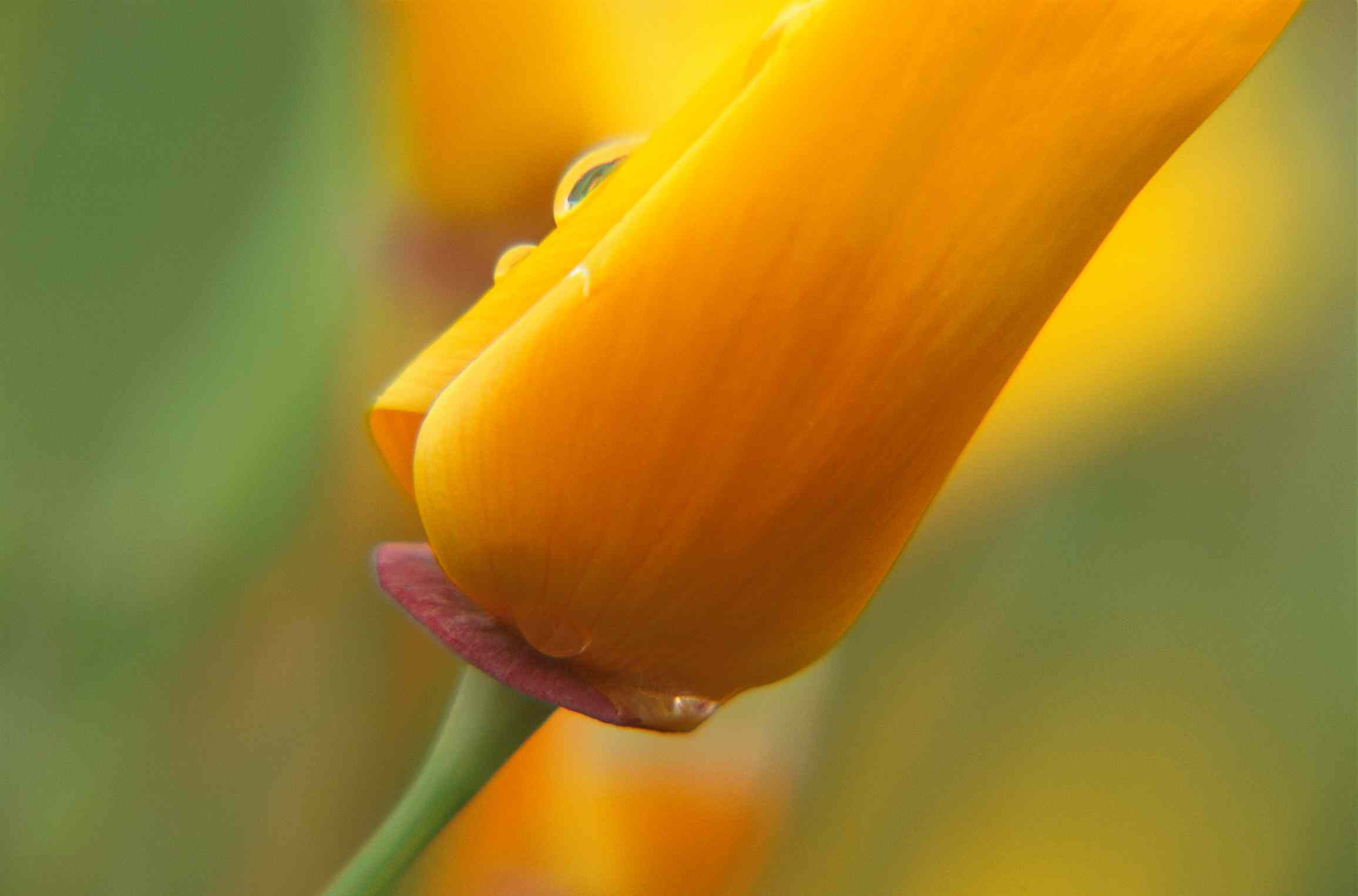 orange flower