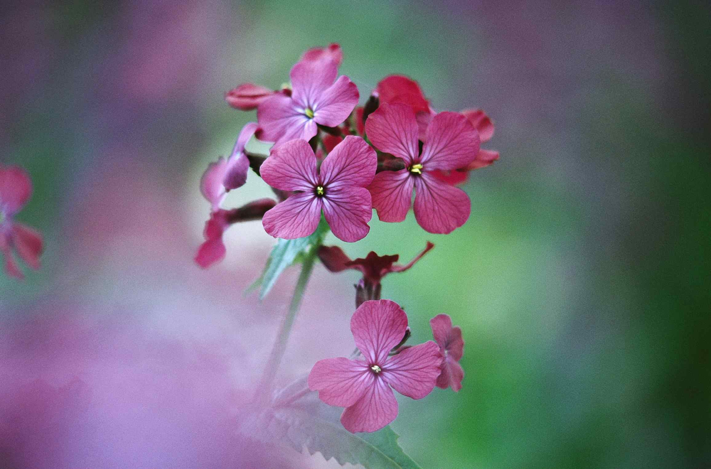 purple flowers