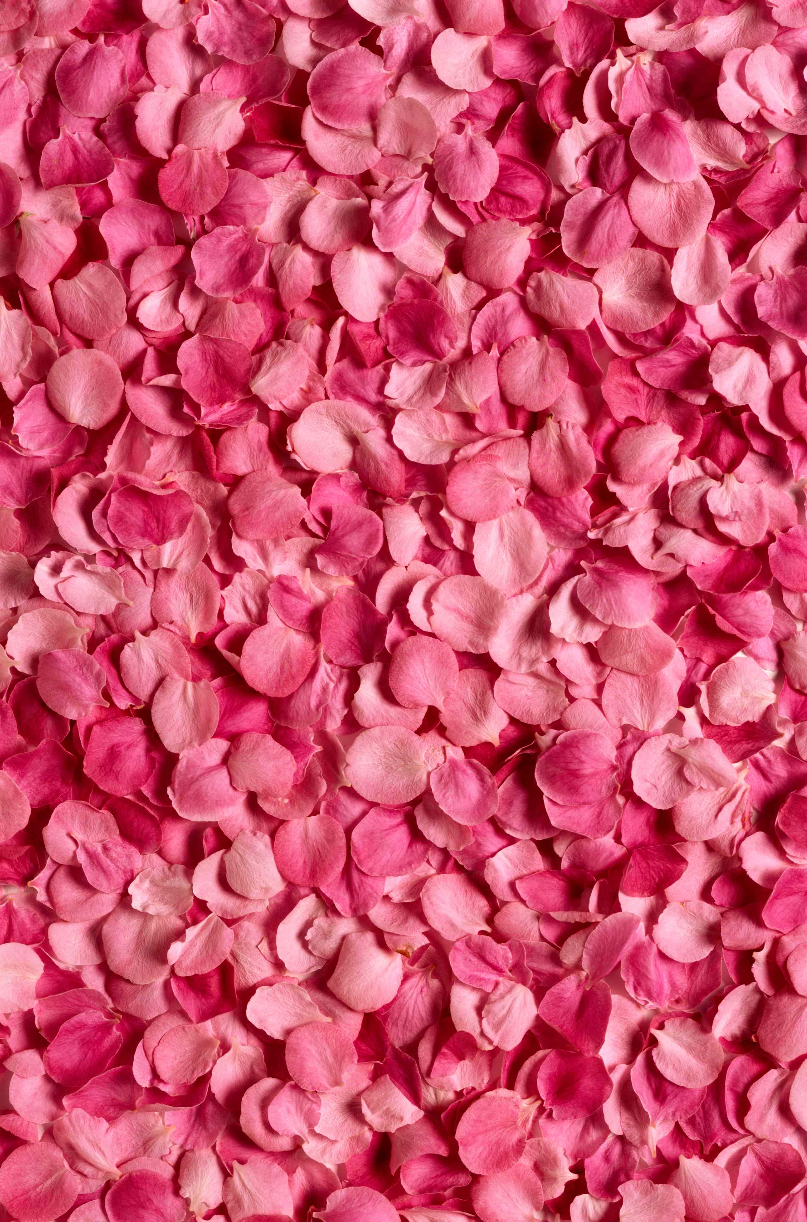 rose petals