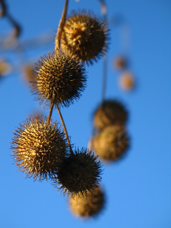 seed pods