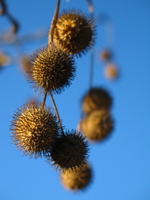 seed pods