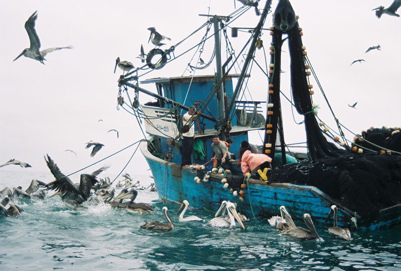 pelican lunch