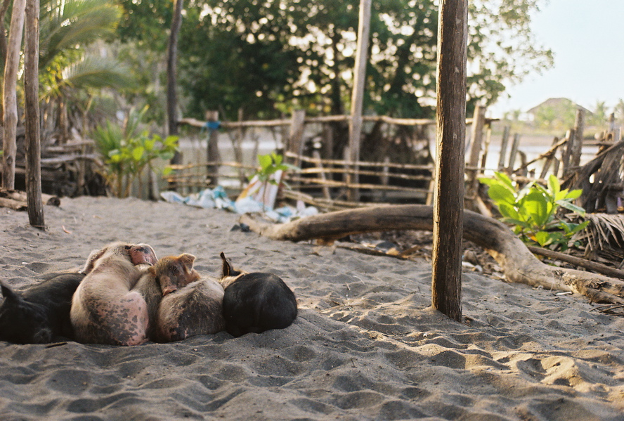 Tilapa, pigs on the beach