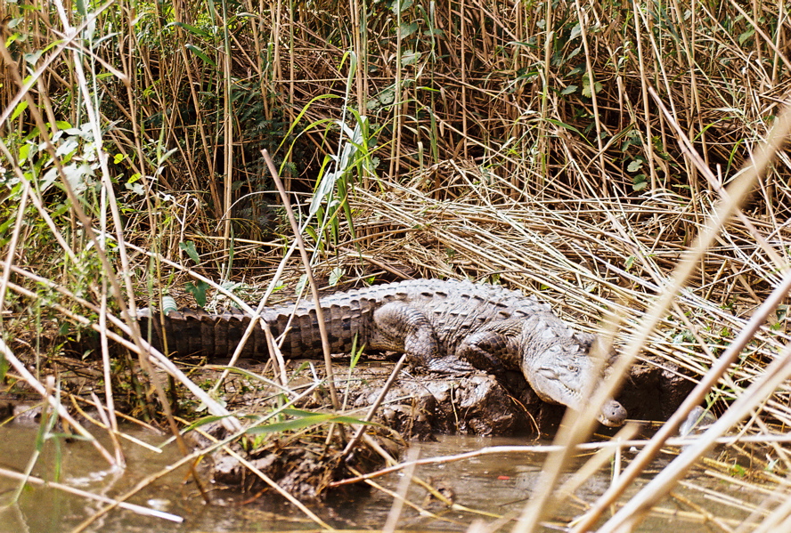 Canyon Sumidero Crocodile