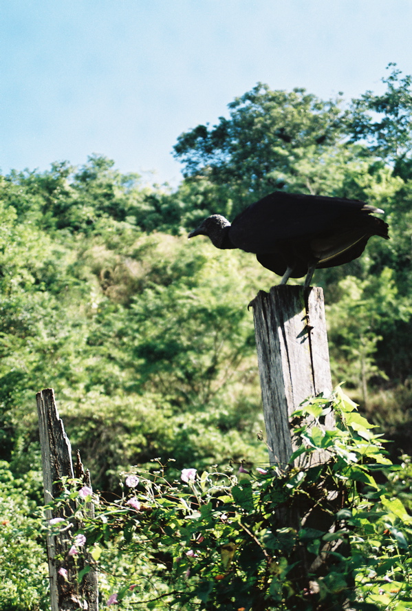 Black Vulture