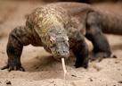 komodo