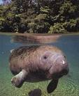 amazonmanatee