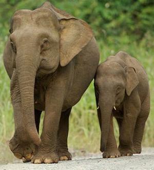 asianelephant