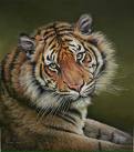 bengal
