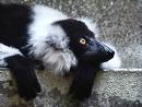 ruffedlemur