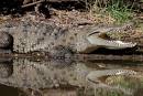 croc