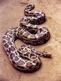 indian python