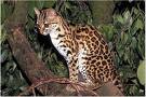 margay