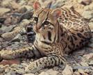 ocelot