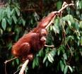 orangutan