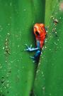 frog