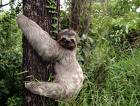 sloth