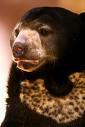 sunbear