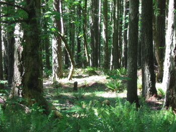 Spencer's Butte