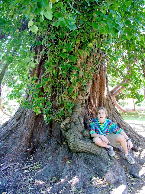 Hagley Park Trees