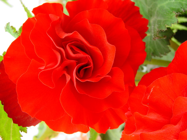 Scarlet Begonia