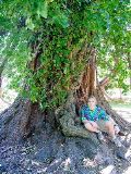 Hagley Park Trees