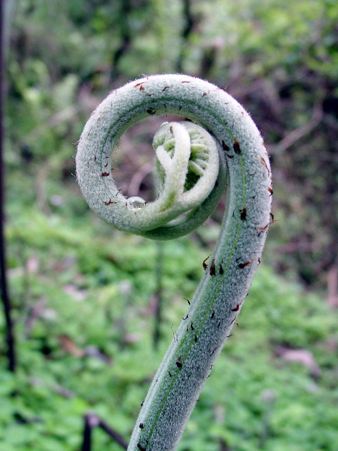 Unfurling frond on the forest floor