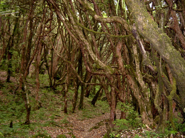 Tristed trunks on the trail