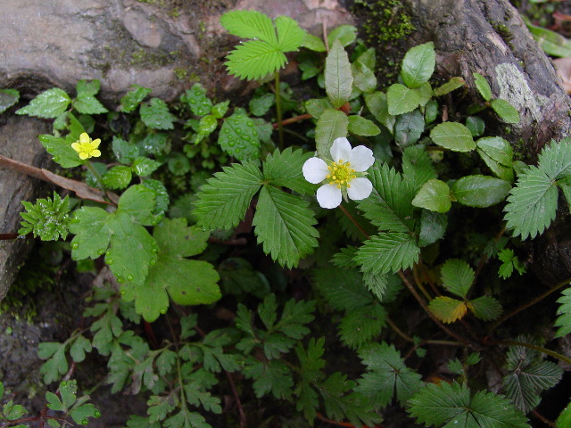 Flowers along the trail