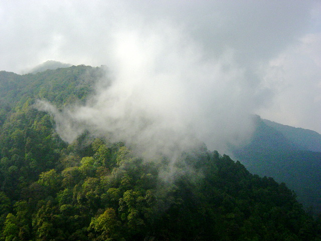 Cloud whisps moving through the canopy