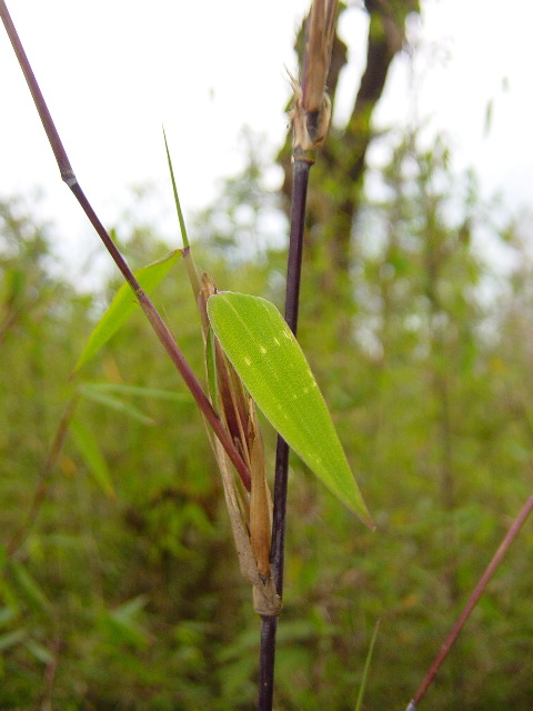 Bamboo was omnipresent and varied from shoots to 40 foot giants