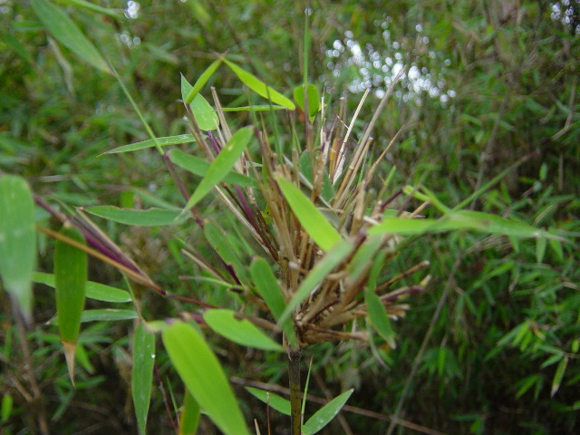 More bamboo