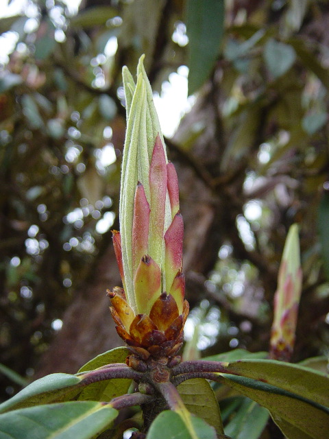 Thousands of Rhododendron buds hung about us in the forest