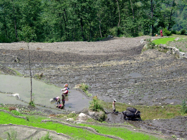 It was rice planting season and we saw many fields where women were planting and tending the grain.