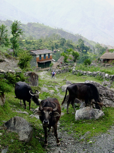 The trail winds its way past fields and buffalo and Pamela treks past towards Totopani