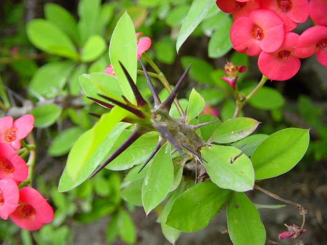 Quinns wonderful closeup of one of the species of self protective indigenous plants.