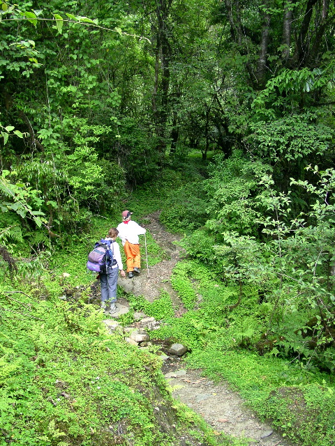 Intrepid Trekkers in the lush forest