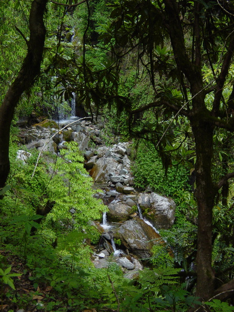 View through the brush