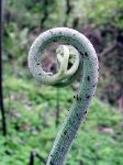 Unfurling frond on the forest floor