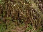 Tristed trunks on the trail