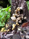 Mycological growth