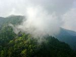 Cloud whisps moving through the canopy