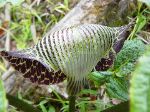 Up close view of the indigenous Cobra Plant